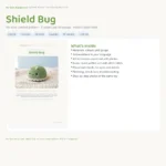 Shield Bug – no-sew amigurumi crochet pattern (photo 3)