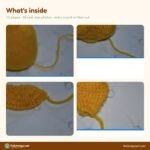 Sunny Puppy crochet pattern